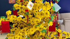 SITC trồng cây Hạnh phúc, chuyên chở lời chúc năm mới bình an